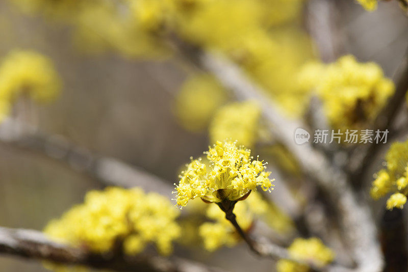 山茱萸/日本山茱萸花的极端特写